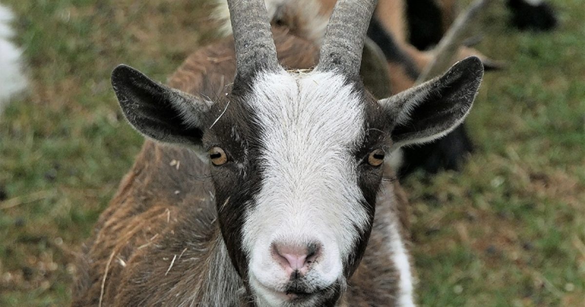 Best Pygmy Goats In South East 