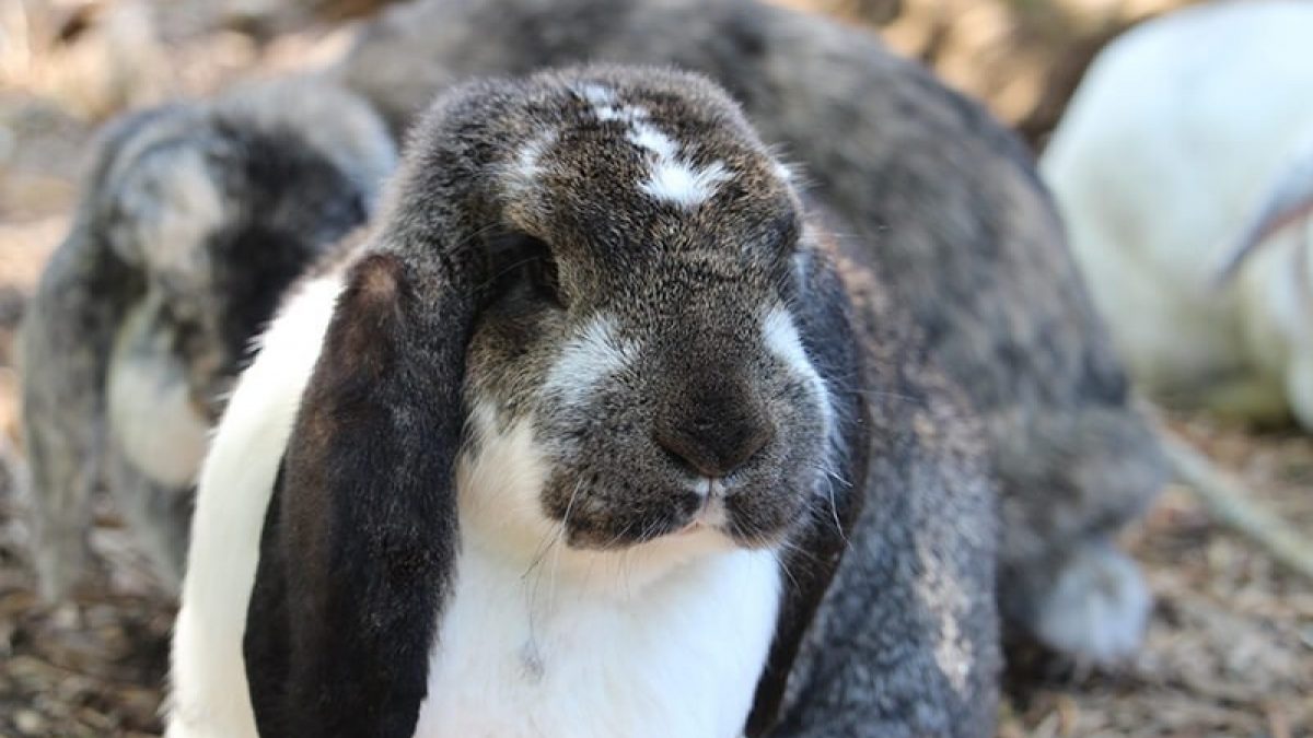 Best Continental Giant Rabbit in South East | Best Continental