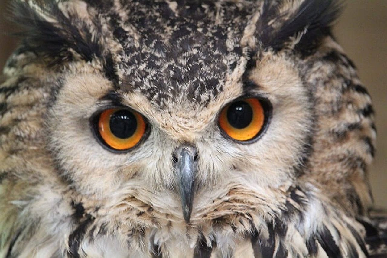 Best Owl Experience in South East | Best Owl Experience in East Sussex ...