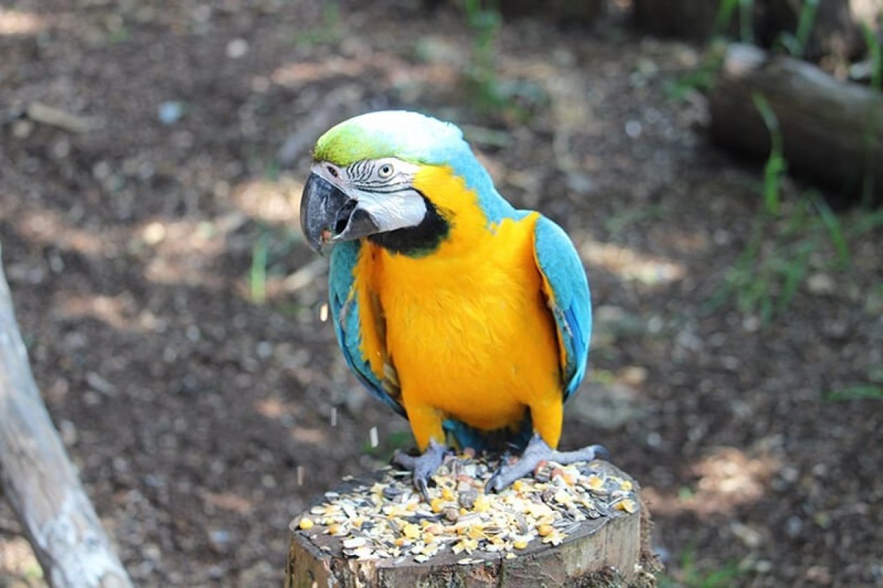 Best Blue & Gold Macaws in the South East Best Blue & Gold Macaws in East Sussex Knockhatch