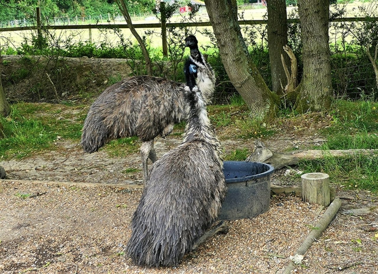 Emus (Dromaius Novaehollandiae) - Knockhatch Adventure Park
