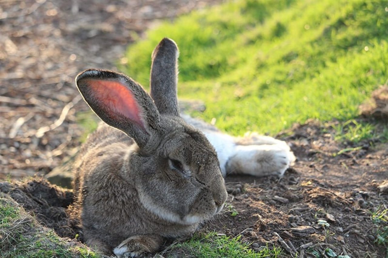 Best Continental Giant Rabbit in South East Best Continental Giant