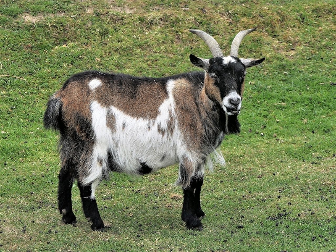 Best Pygmy Goats in South East | Best Pygmy Goats in East Sussex ...