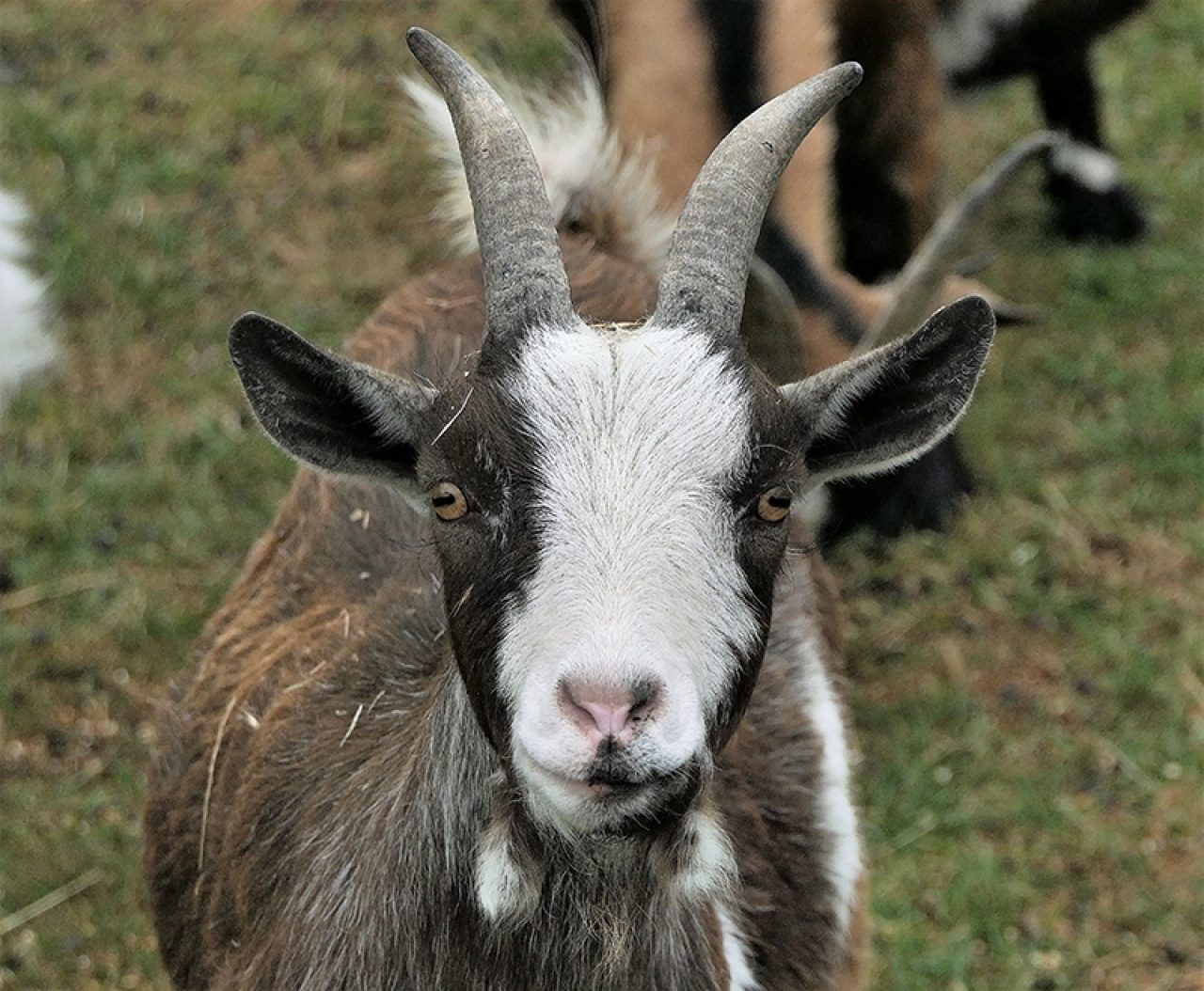 Best Pygmy Goats in South East | Best Pygmy Goats in East Sussex ...