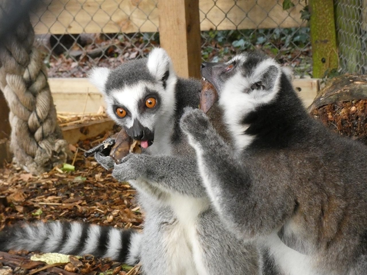 Ring Tailed Lemurs - Knockhatch Adventure Park