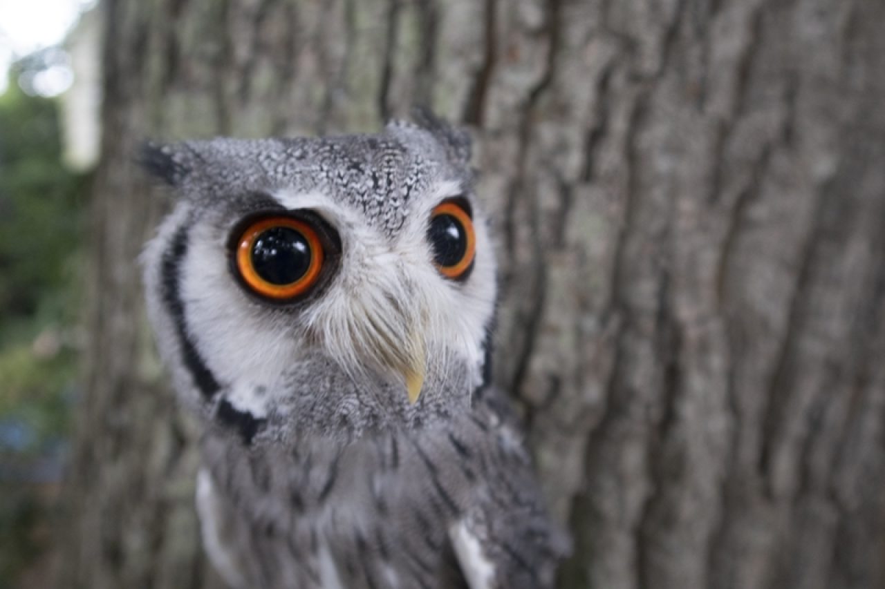 Best Southern White Faced Owl in South East Best Southern White Faced