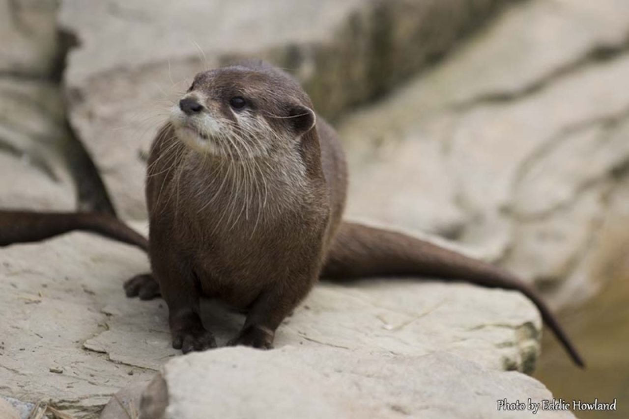 Small-Clawed Asian Otters in South East | Small-Clawed Asian Otters in ...