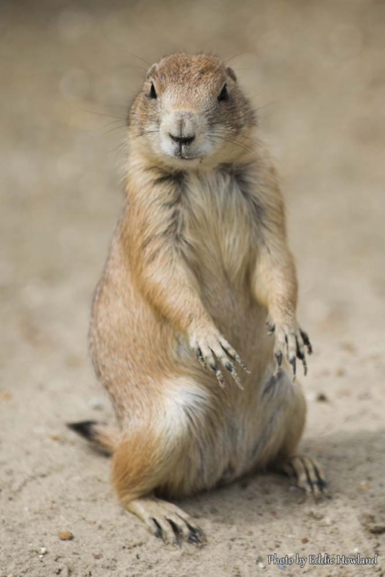 Black Tailed Prairie Dogs in South East | Black Tailed Prairie Dogss in ...